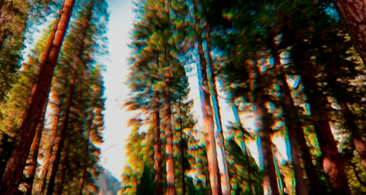 The wondrous benefits of trees  - Tree facts - Benefits of trees - ATTITUDE