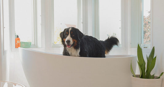 attitude pet animal cruelty free